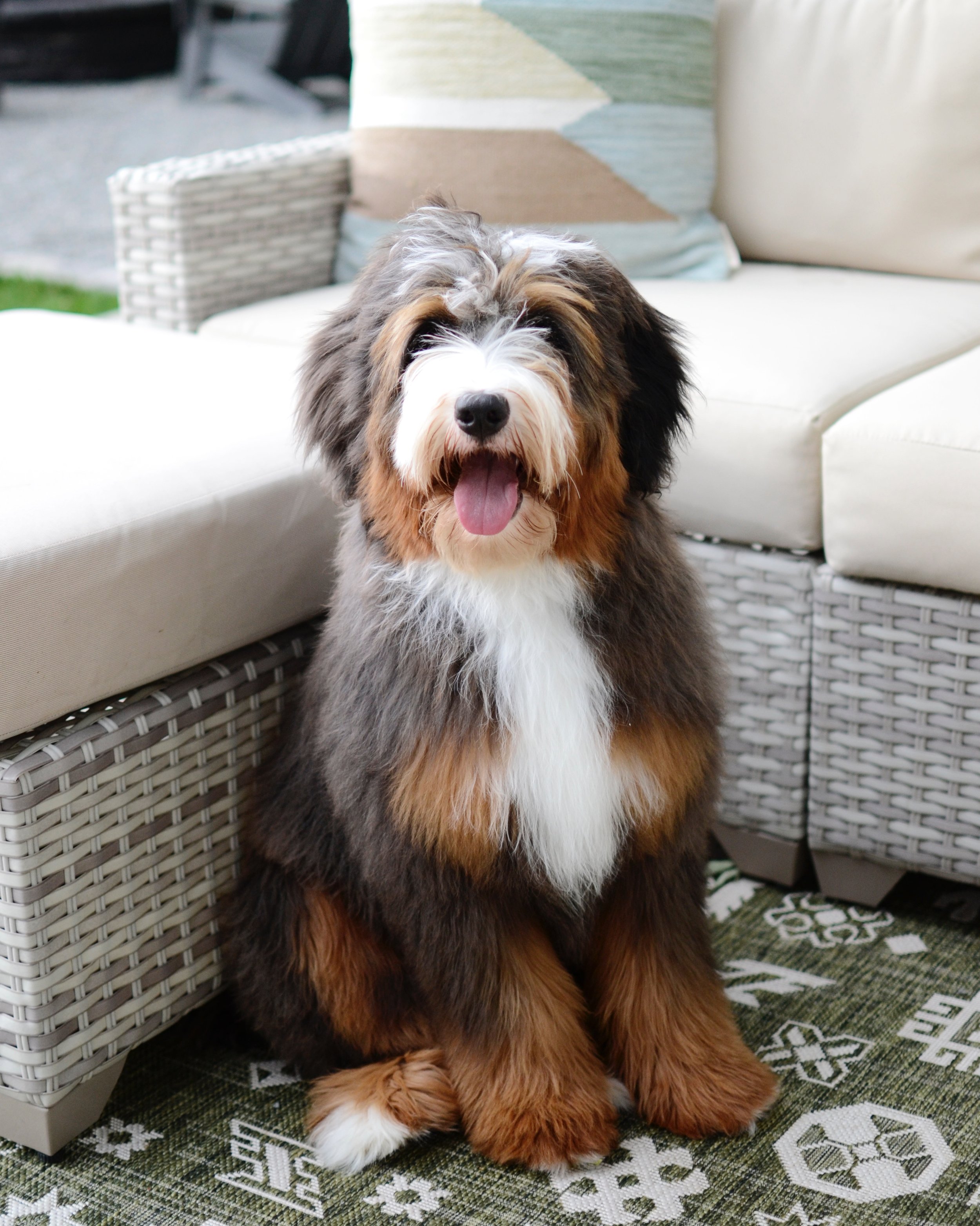Merle tricolor best sale bernedoodle